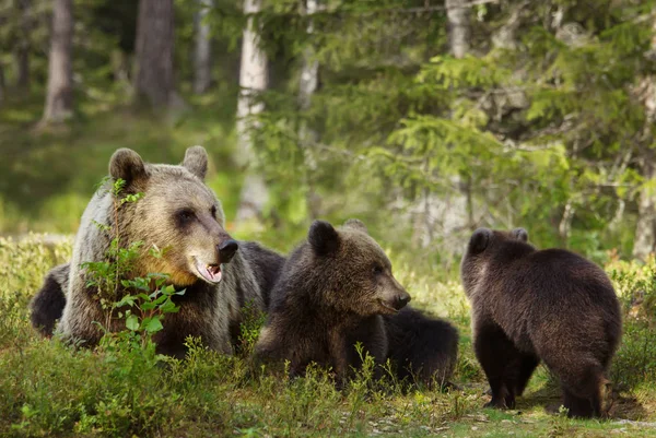 Close Urso Pardo Eurasiático Fêmea Ursos Arctos Seus Filhotes Divertidos — Fotografia de Stock