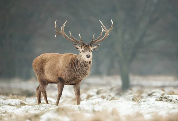 Close Van Een Rode Herten Hert Tijdens Sneeuw Winter Verenigd — Stockfoto