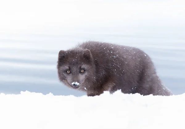 Gros Plan Renard Arctique Blue Morph Dans Neige Sur Côte — Photo