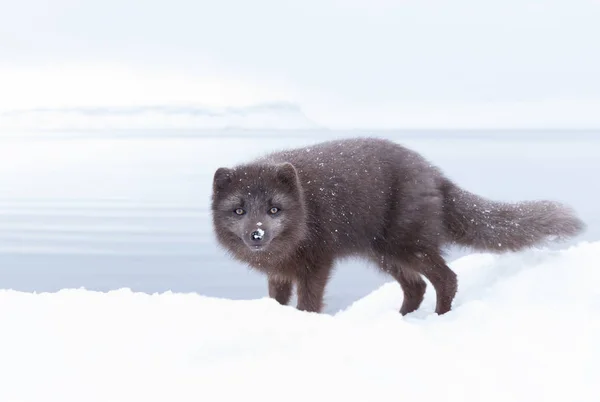 Närbild Fjällräv Stående Snön Vinter Island — Stockfoto