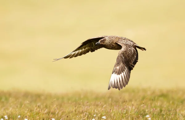 Großaufnahme Der Als Bonxie Flug Bekannten Skua Vor Gelbem Hintergrund — Stockfoto