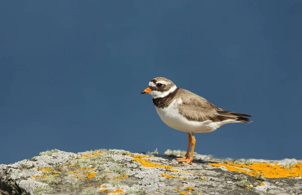 Common Ringed Plover Charadrius Hiaticula Coastal Area Noss Island Scotland — Stock Photo, Image