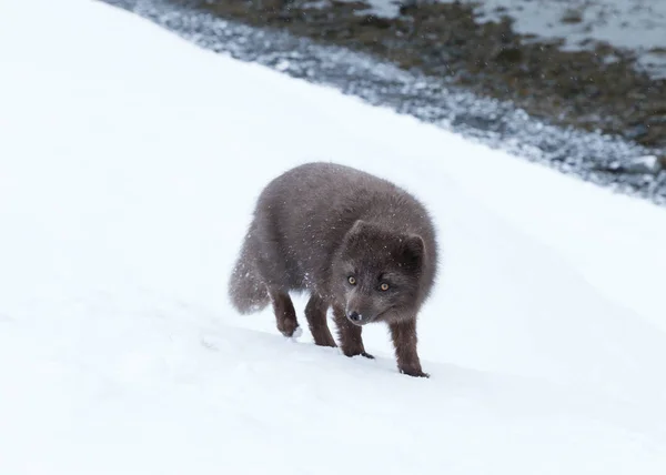 Primer Plano Zorro Ártico Morfo Azul Parado Nieve Una Zona —  Fotos de Stock