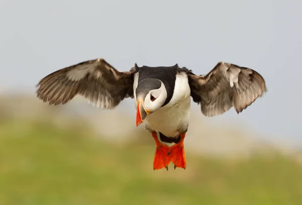 Puffin Atlantico Volo Isola Noss Isole Shetland — Foto Stock