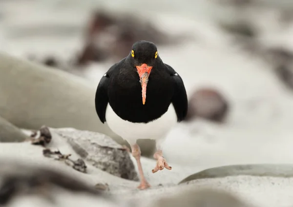 Falkland Kumlu Çamurlu Kayalık Kıyısında Macellan Poyraz Kuşugiller Haematopus Leucopodus — Stok fotoğraf