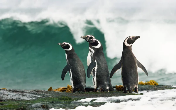 Skupina Magellanských Tučňáků Stojící Břehu Pozorující Bouřlivý Oceán Falklandských Ostrovech — Stock fotografie