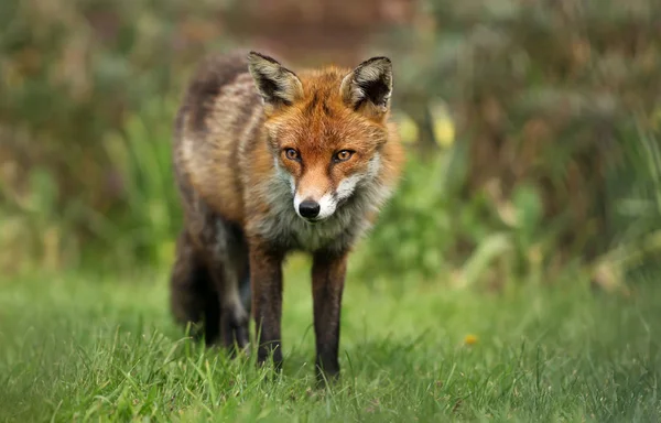 英国庭園で赤狐のクローズ アップ — ストック写真