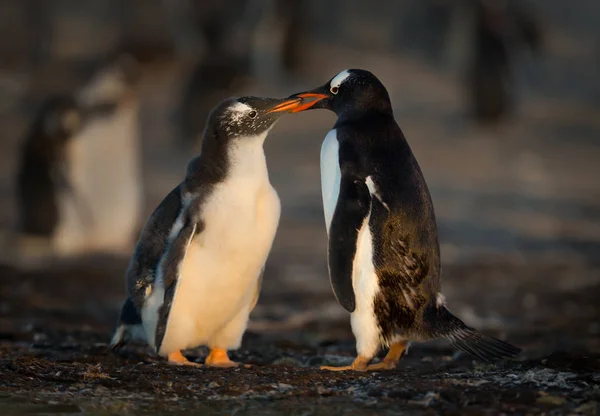 Gentoo Pingüino Alimentando Polluelo Muda Con Comida Regurgitada Islas Malvinas — Foto de Stock