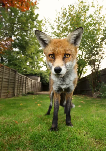 庭で緑の芝生に赤狐立っているのクローズ アップ — ストック写真