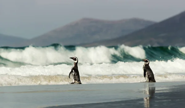 Pingüinos Magallánicos Una Costa Arenosa Por Océano Atlántico Tormentoso — Foto de Stock