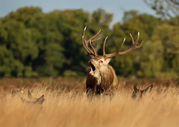 Red Deer Vara Berrando Enquanto Estava Campo Entre Grupo Hinds — Fotografia de Stock