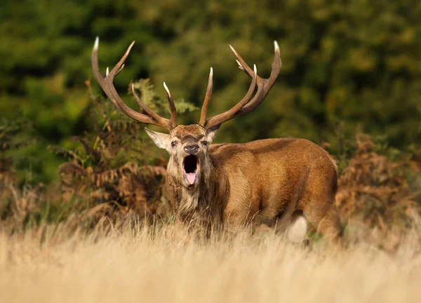 Close Close Cervo Rosso Che Ruggisce Durante Stagione Apertura Autunno — Foto Stock