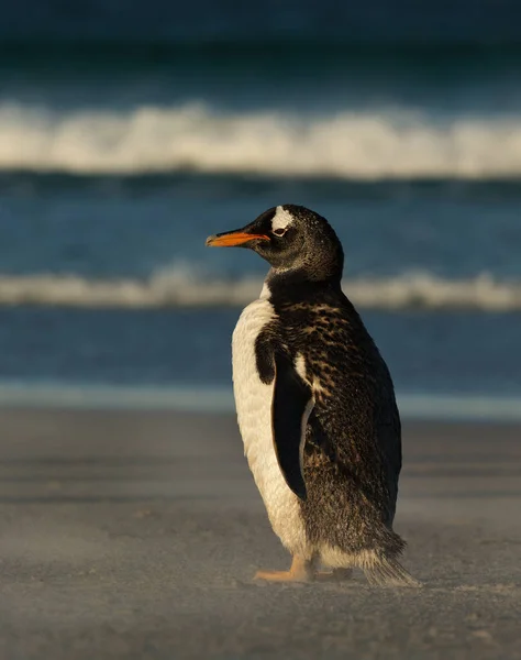 Κοντινό Πλάνο Του Μια Μόνιμη Πιγκουίνος Gentoo Μια Αμμώδη Παραλία — Φωτογραφία Αρχείου