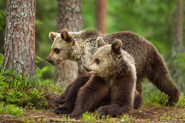 Närbild Två Unga Eurasiska Brunbjörn Boreal Skog Finland — Stockfoto