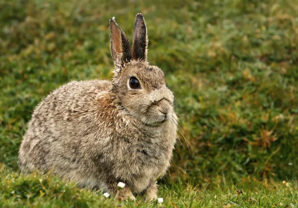 Close up of a wet hare sitting in the grass after rain, UK. — Stock Image Close Wet Hare Sitting Grass Rain Stock Picture