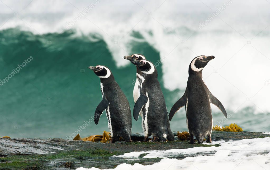 Group of Magellanic penguins standing on a shore and watching stormy ocean in Falkland islands.