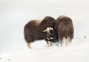 Close up of two Musk Oxen standing in snowy Dovrefjell mountains.	