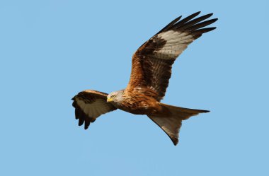 Kırmızı çaylak (Milvus milvus) uçuş karşı açık mavi gökyüzü, İngiltere.