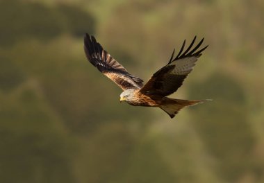 Kırmızı çaylak (Milvus milvus) uçuş renkli arka plan, İngiltere.