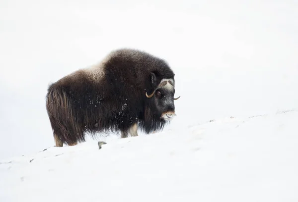 雪の中でジャコウ牛 ノルウェーの冬のクローズ アップ — ストック写真