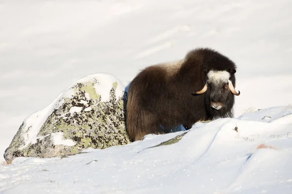 Muskusos Winter Noorwegen — Stockfoto