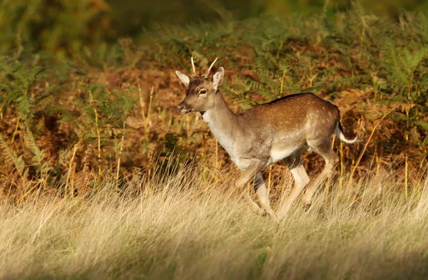 Jóvenes Ciervos Barbecho Corriendo Campo Hierba Helechos Reino Unido — Foto de Stock