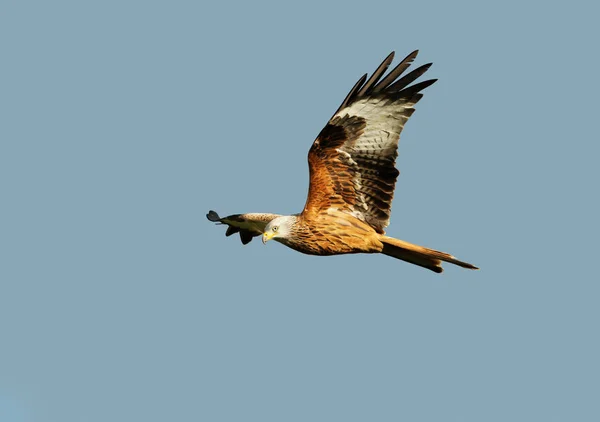 Pipa Vermelha Milvus Milvus Voo Contra Céu Azul Claro Reino — Fotografia de Stock