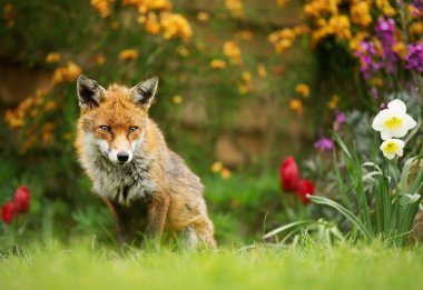 Red Fox arka bahçesinde Bahar çiçekleri, İngiltere arasında oturan.