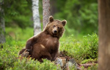 Close-up of European brown bear (ursos arctos) leaning against the tree in boreal forest, Finland. clipart