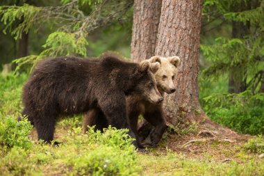 Close-up of two young Eurasian brown bears walking in the boreal forest, Finland. clipart