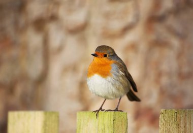 Close-up of an European Robin (Erithacus rubecula) perching on a mossy post, UK. clipart