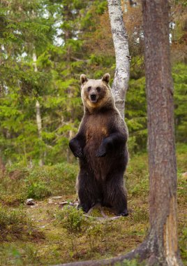 Eurasian brown bear standing on hind legs on a hot sunny day in Finnish forest. clipart