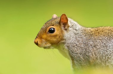 Bir gri Close-up squirrel yeşil arka planı, İngiltere.