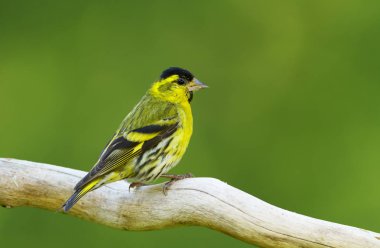 Bir ağaç dalı yeşil arka plan üzerinde tıraşlama iskete (Spinus spinus).