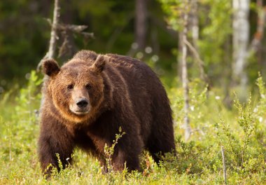 Close-up of European brown bear (ursos arctos) male in boreal forest, Finland. clipart