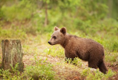  Güneşli bir öğleden sonra boreal Forest Avrasya boz ayı yavrusu ayakta