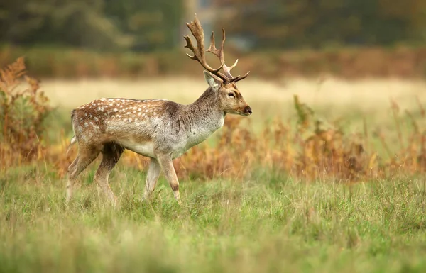 Jachère Cerf Marchant Sur Terrain Automne Royaume Uni — Photo