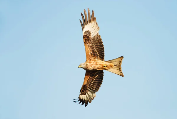 Rotmilan Milvus Milvus Flug Mit Weit Ausgebreiteten Flügeln Vor Strahlend — Stockfoto