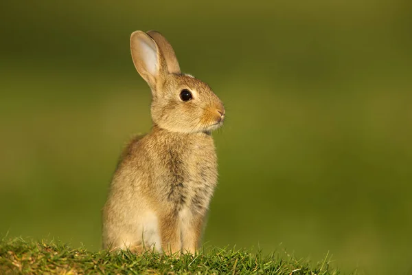 Primer Plano Conejo Europeo Juvenil Oryctolagus Cuniculus Sentado Prado Reino — Foto de Stock