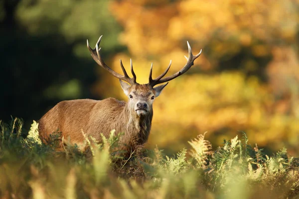 Close Red Deer Standing Ferns Colorful Autumn Trees — Stock Photo, Image