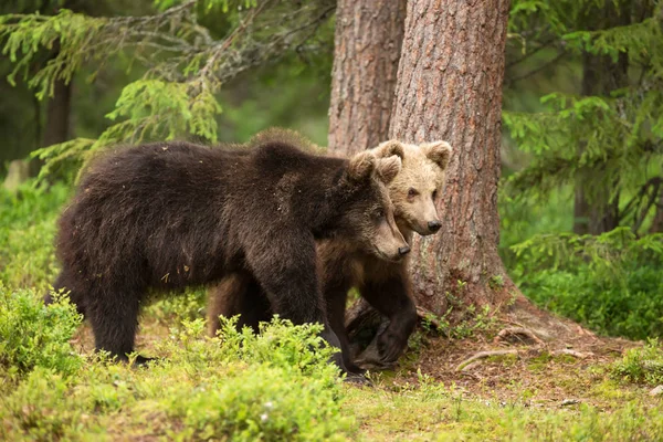 Close Two Young Eurasian Brown Bears Walking Boreal Forest Finland — Stock Photo, Image