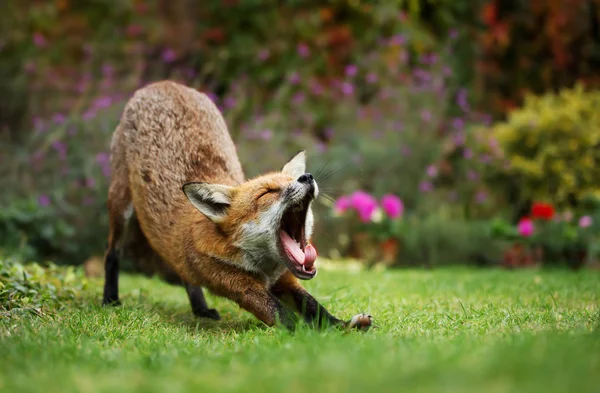 Primer Plano Bostezo Zorro Rojo Después Tomar Una Siesta Jardín — Foto de Stock