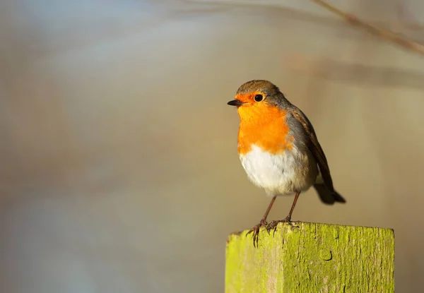 Close Robin Europeu Erithacus Rubecula Num Poste Musgoso Reino Unido — Fotografia de Stock