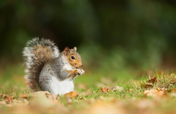 Close Grey Squirrel Eating Nut Meadow Autumn Leaves — Stock Photo, Image