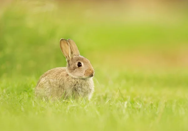 Close Wild Young Rabbit Sitting Meadow — Stock Photo, Image