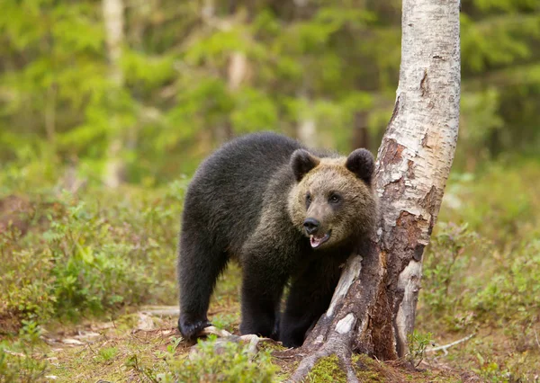 Закрыть Куб Бурого Медведя Стоящего Березы Лесу Финляндия — стоковое фото