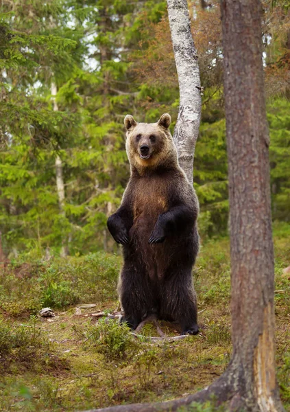 Urso Marrom Eurasiano Sobre Patas Traseiras Dia Ensolarado Quente Floresta — Fotografia de Stock