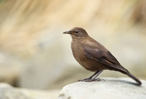 Nahaufnahme Eines Als Schwärzliche Cincloden Bekannten Tussock Vogels Der Auf — Stockfoto