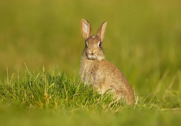 Close Van Een Wilde Jonge Konijn Zittend Weide Verenigd Koninkrijk — Stockfoto