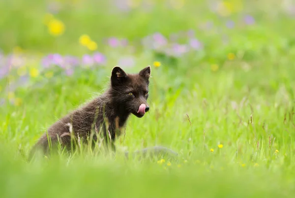 Erwachsener Blauer Morpher Polarfuchs Streckt Eine Zunge Aus Während Auf — Stockfoto